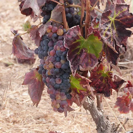 Quinta Da Eira فيلة *